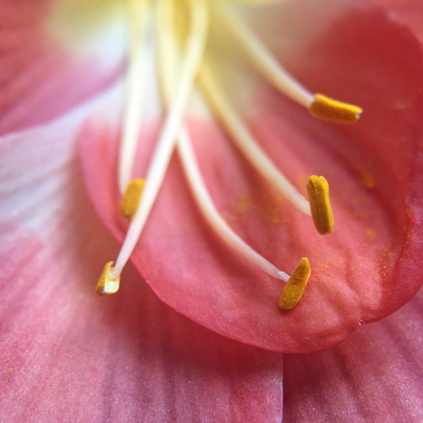 20+ Macro Lens For Flower Photography Discover The New Moment Macro Lens For Close-Up iPhone Photos