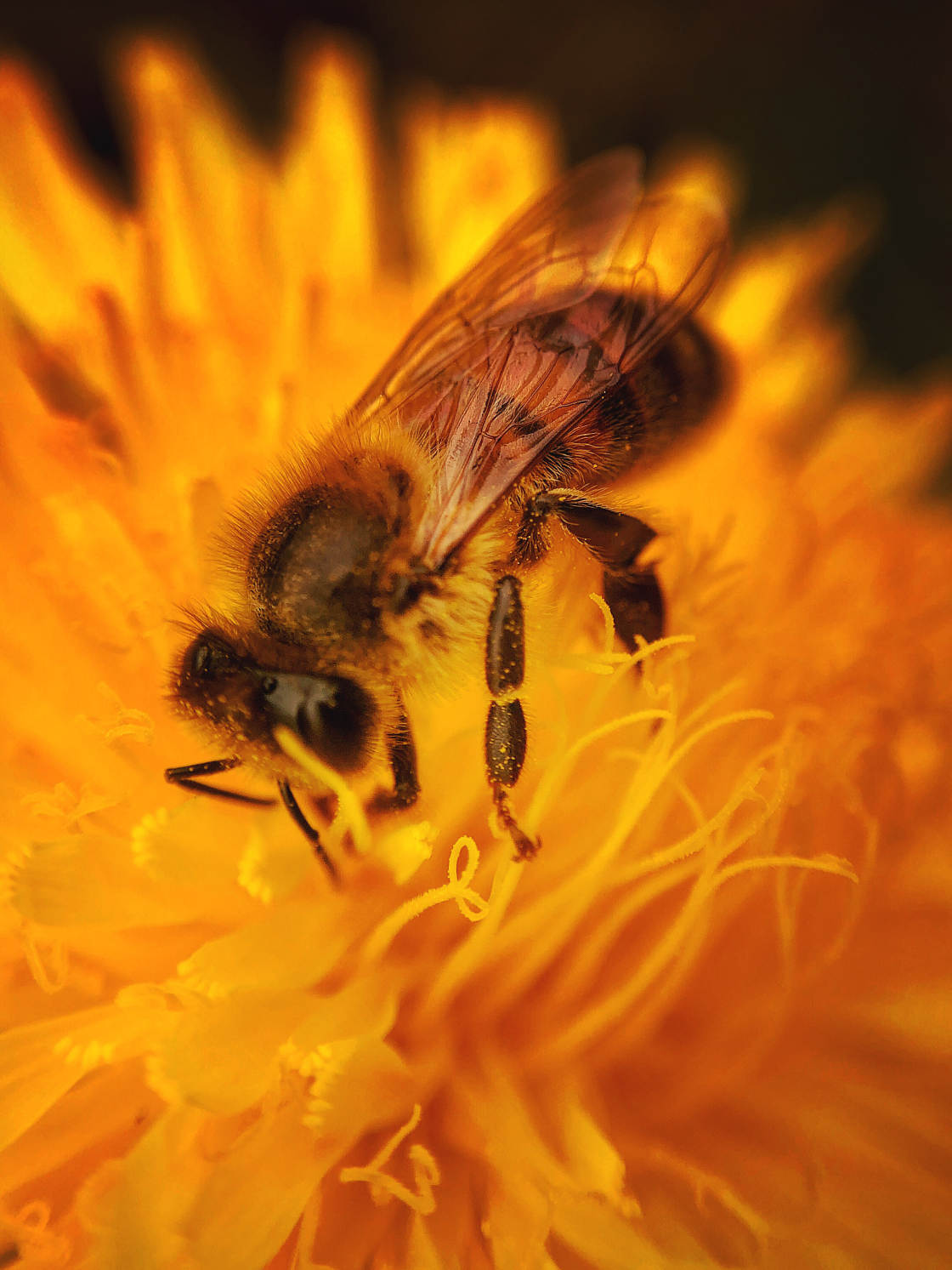 insect macro photography