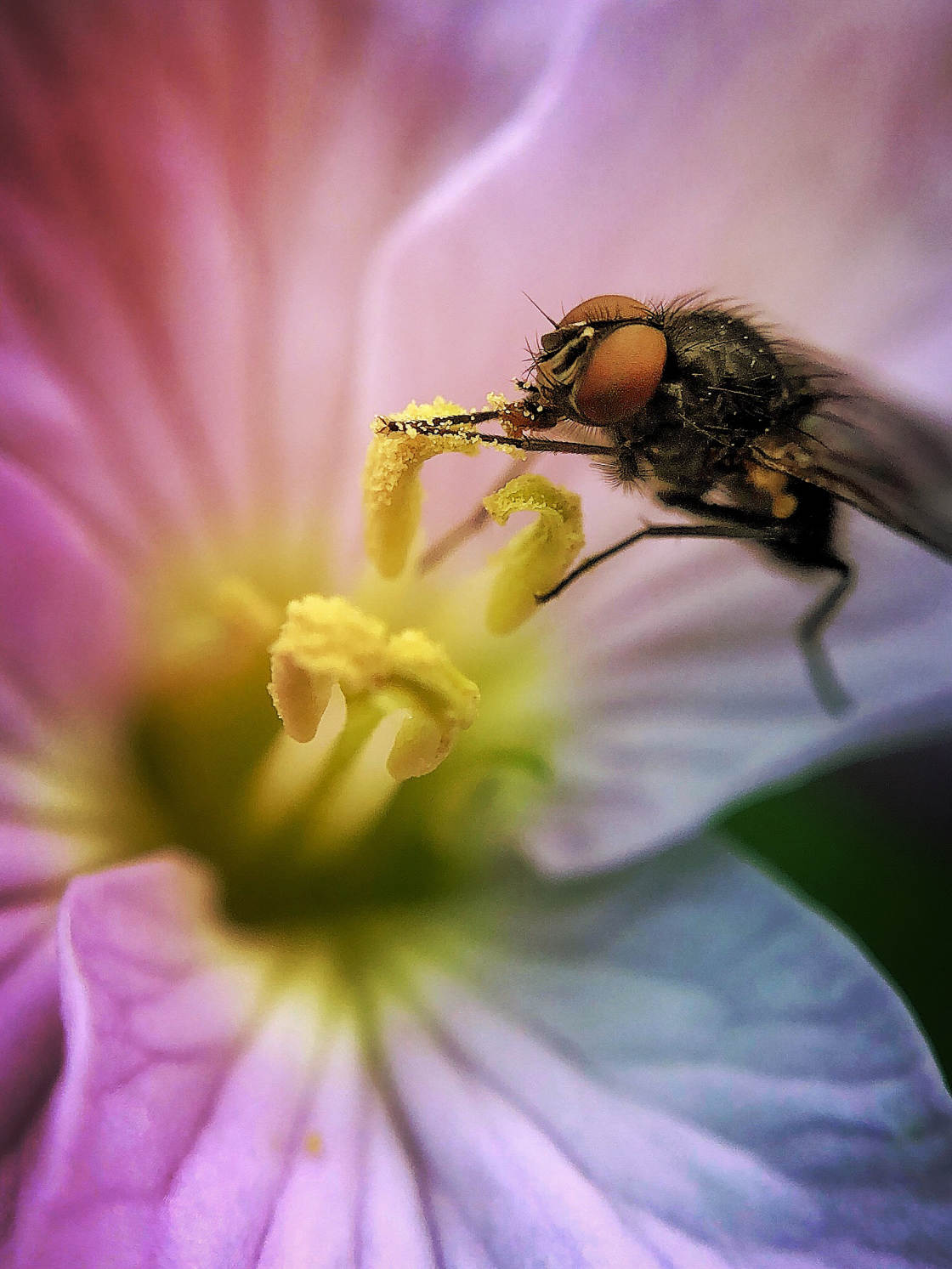 fotografía macro de insectos