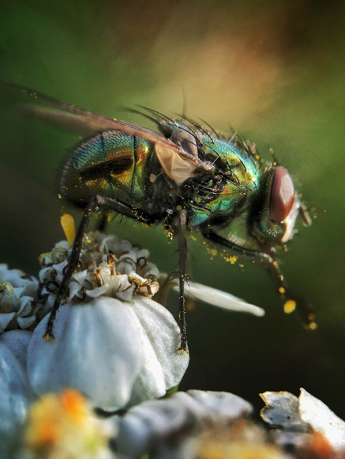 fotografía macro de insectos