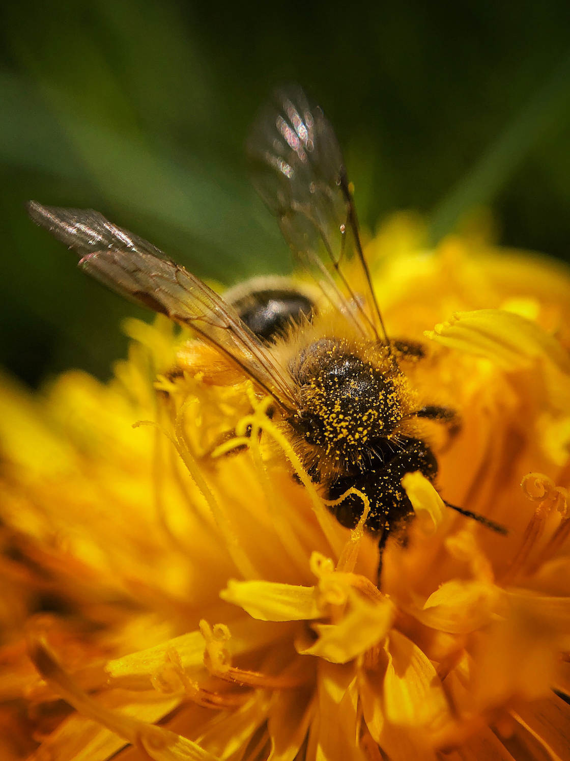 fotografía macro de insectos