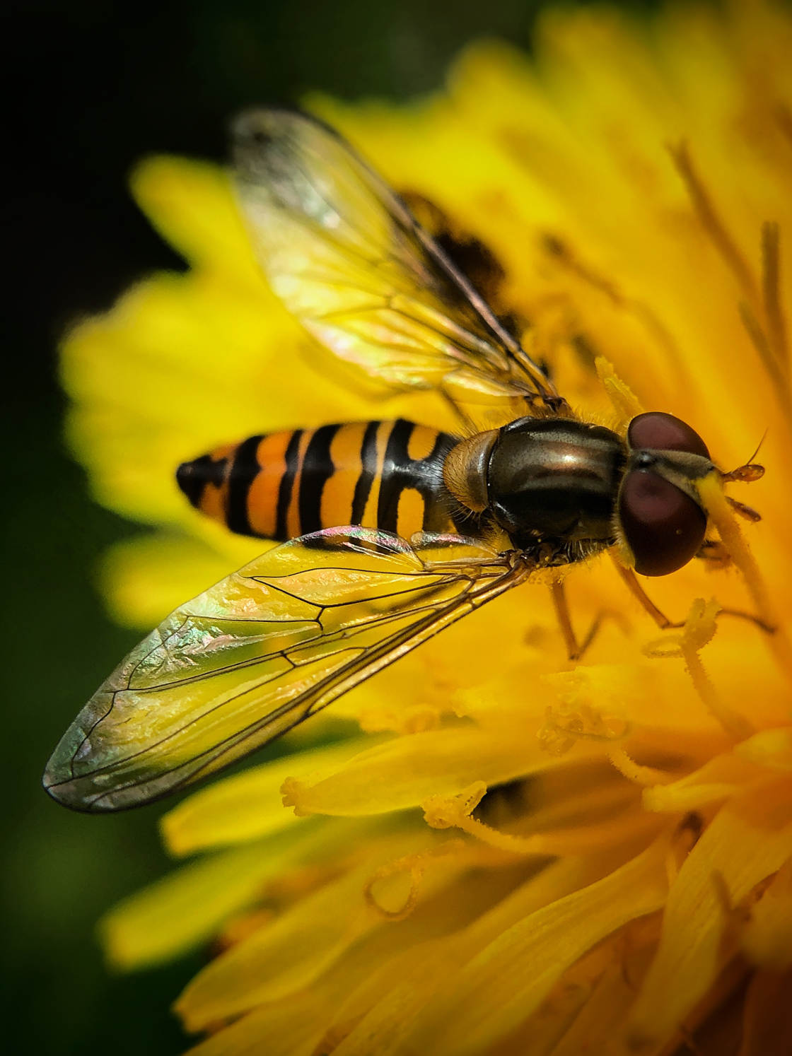 fotografía macro de insectos