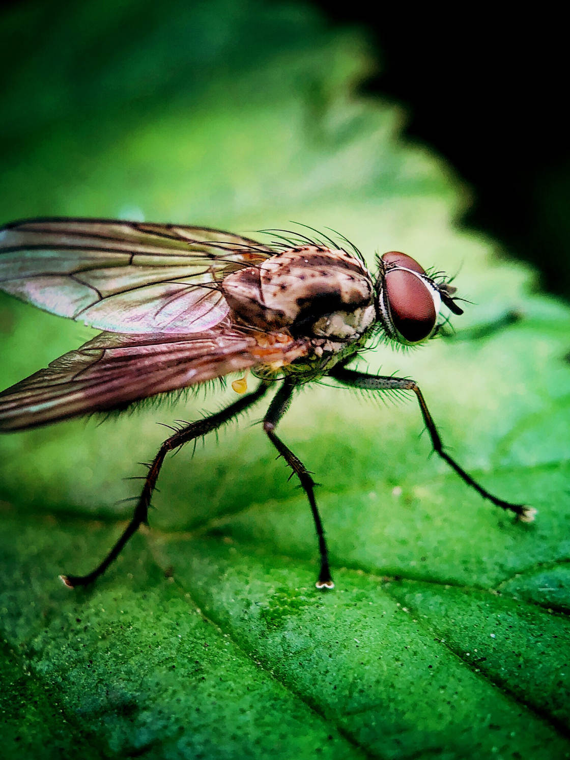 fotografía macro de insectos