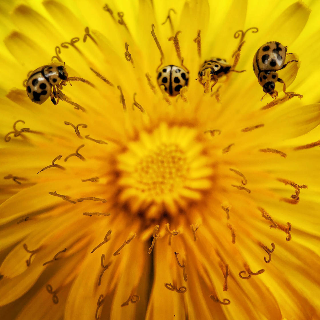 fotografía macro de insectos