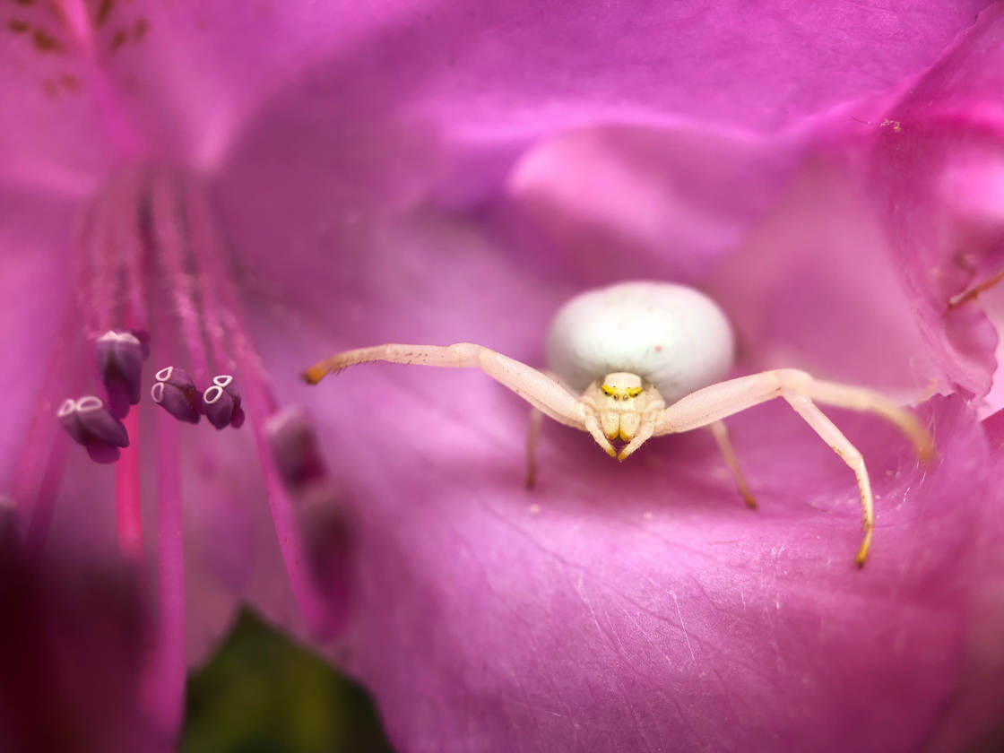 fotografía macro de insectos