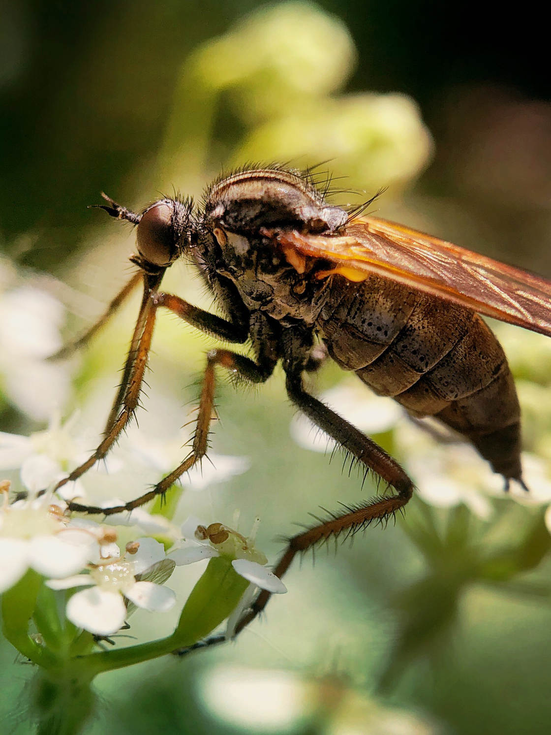 insect macro photography no script