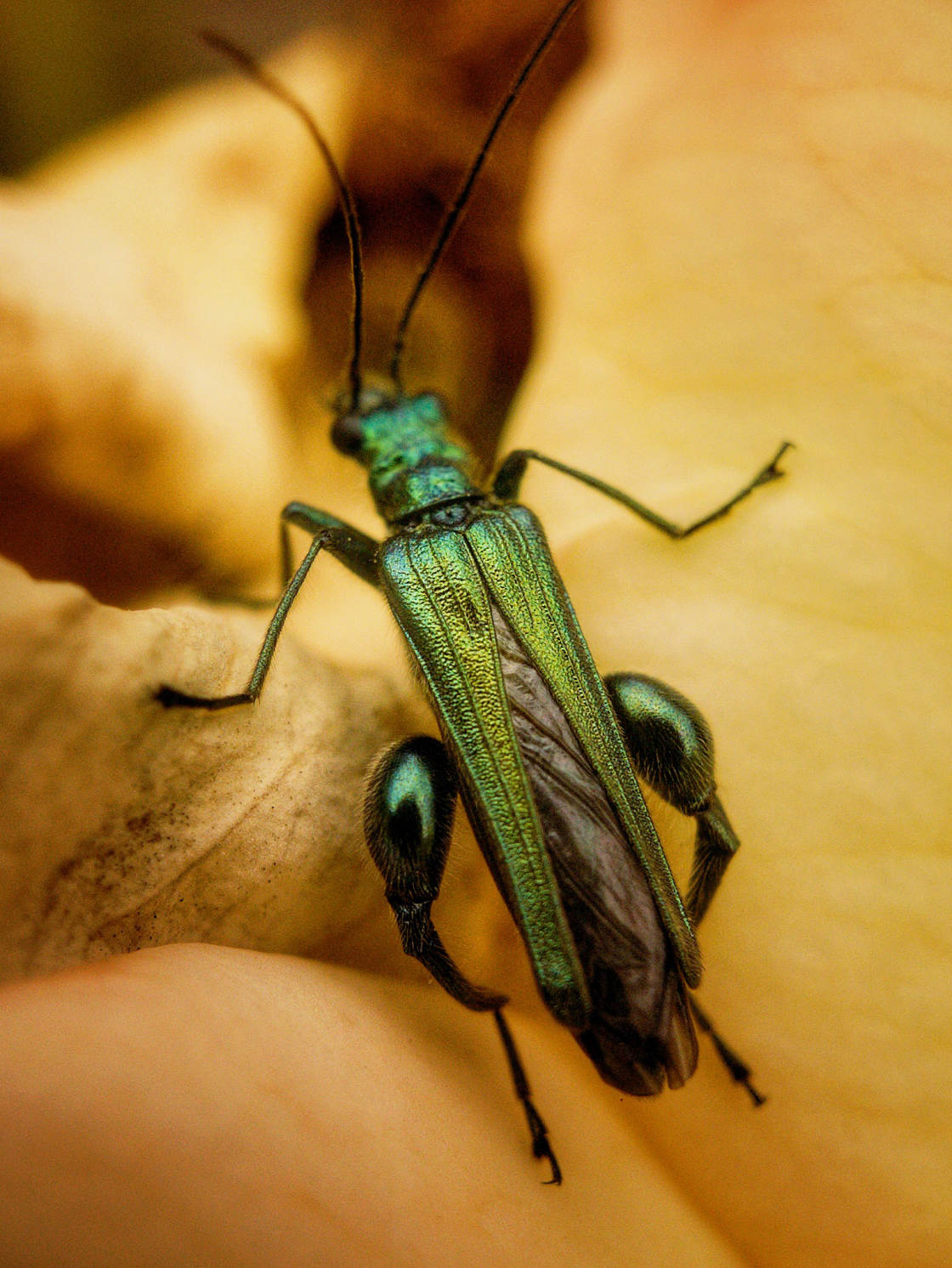 insect macro photography no script