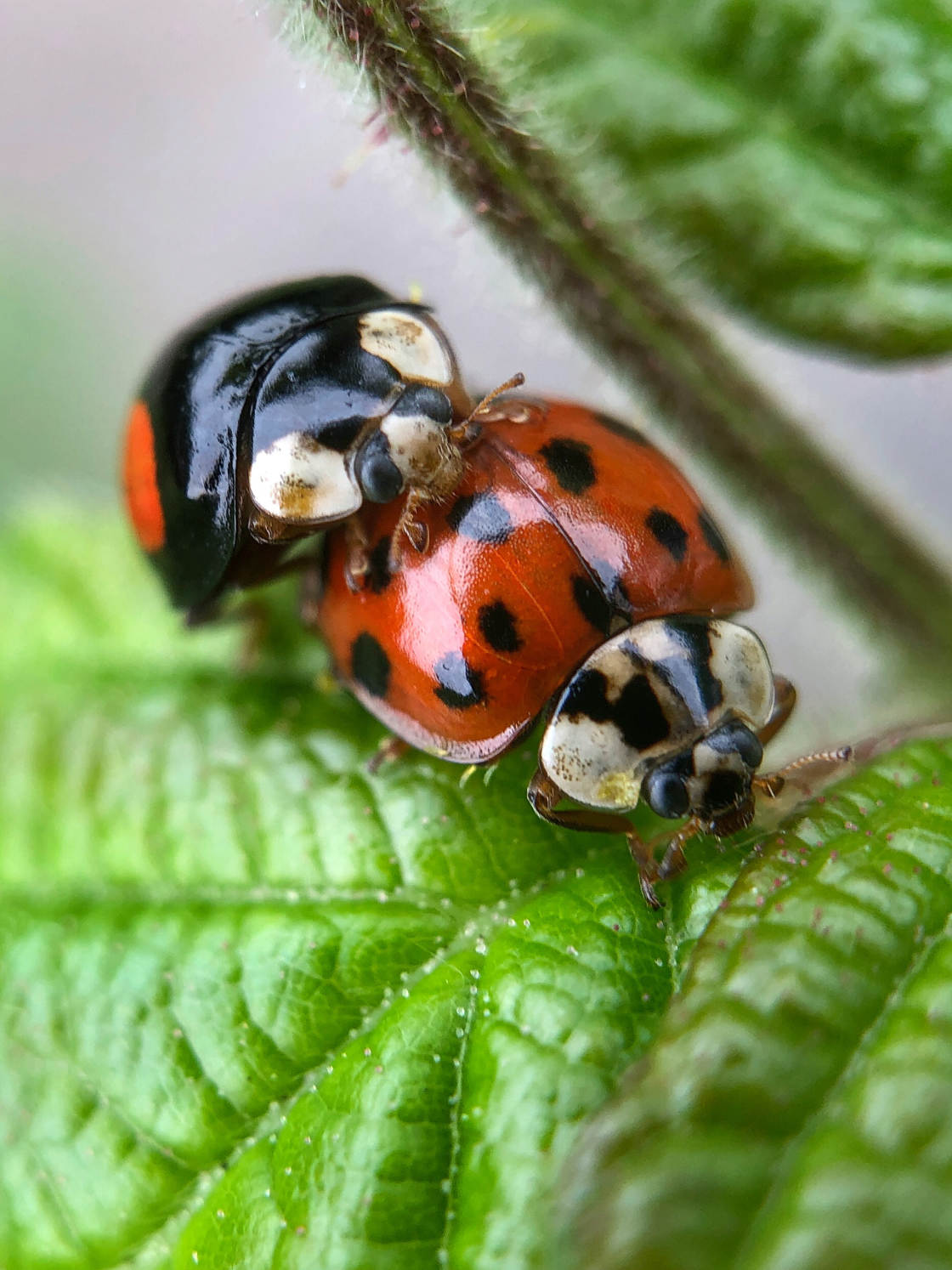 fotografía macro de insectos