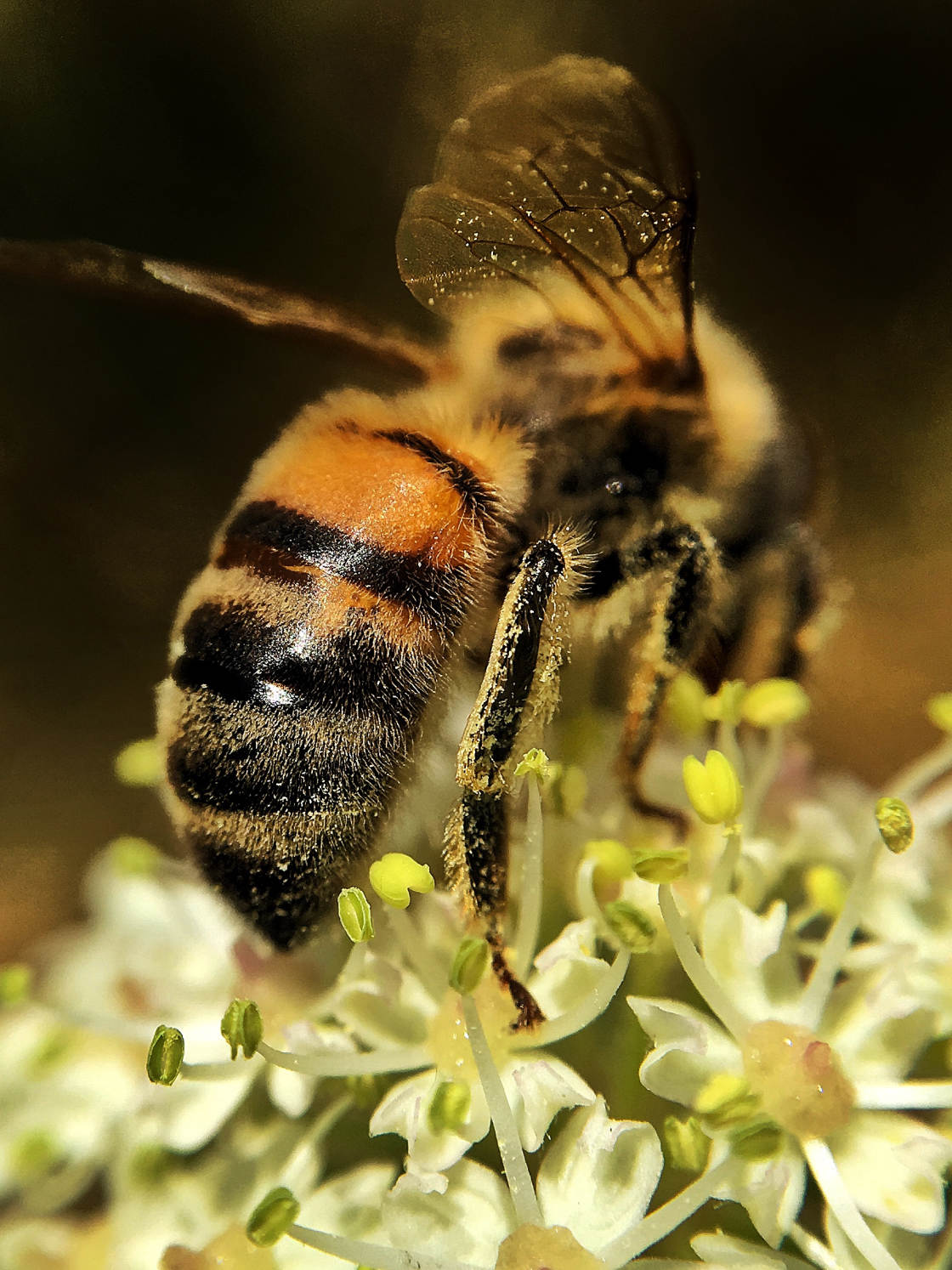 insect macro photography