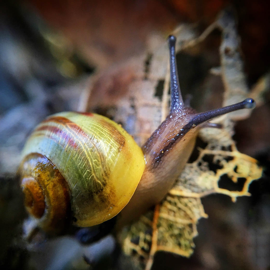 insect macro photography