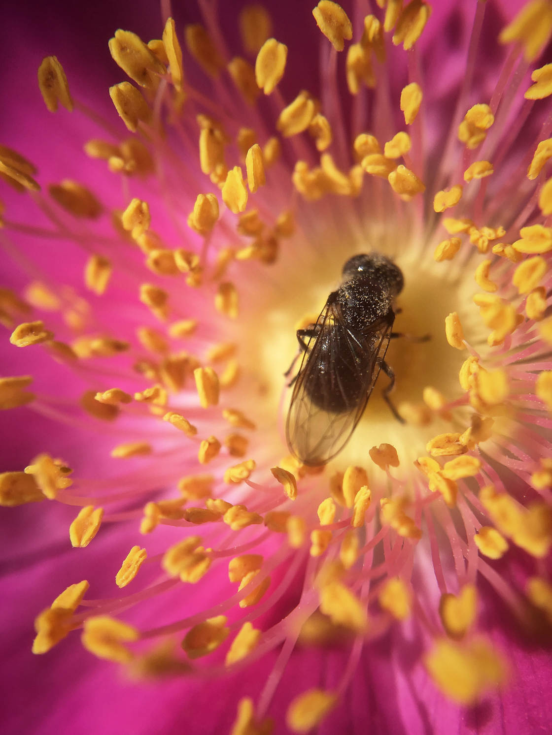 fotografía macro de insectos