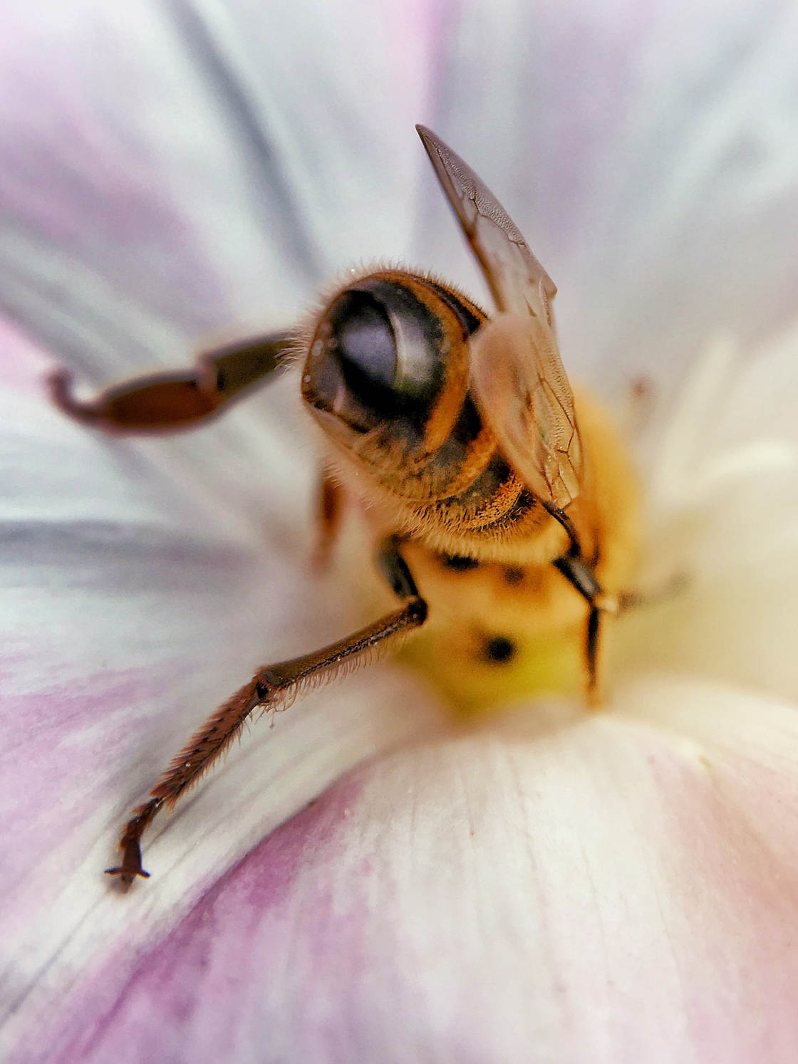 insect macro photography no script