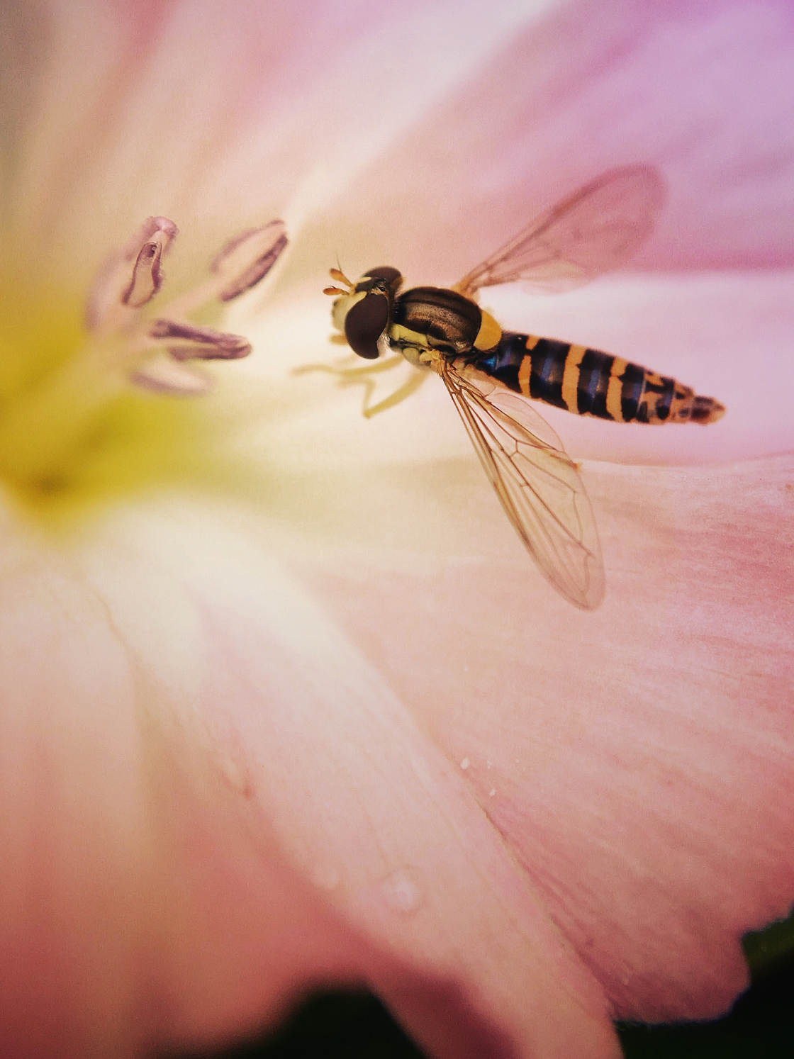 insect macro photography no script