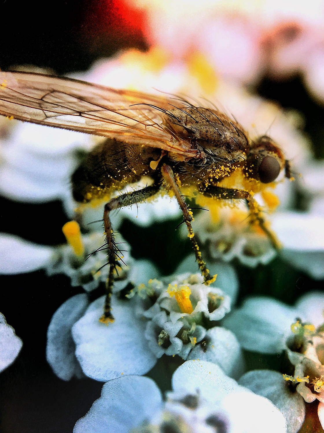 fotografía macro de insectos