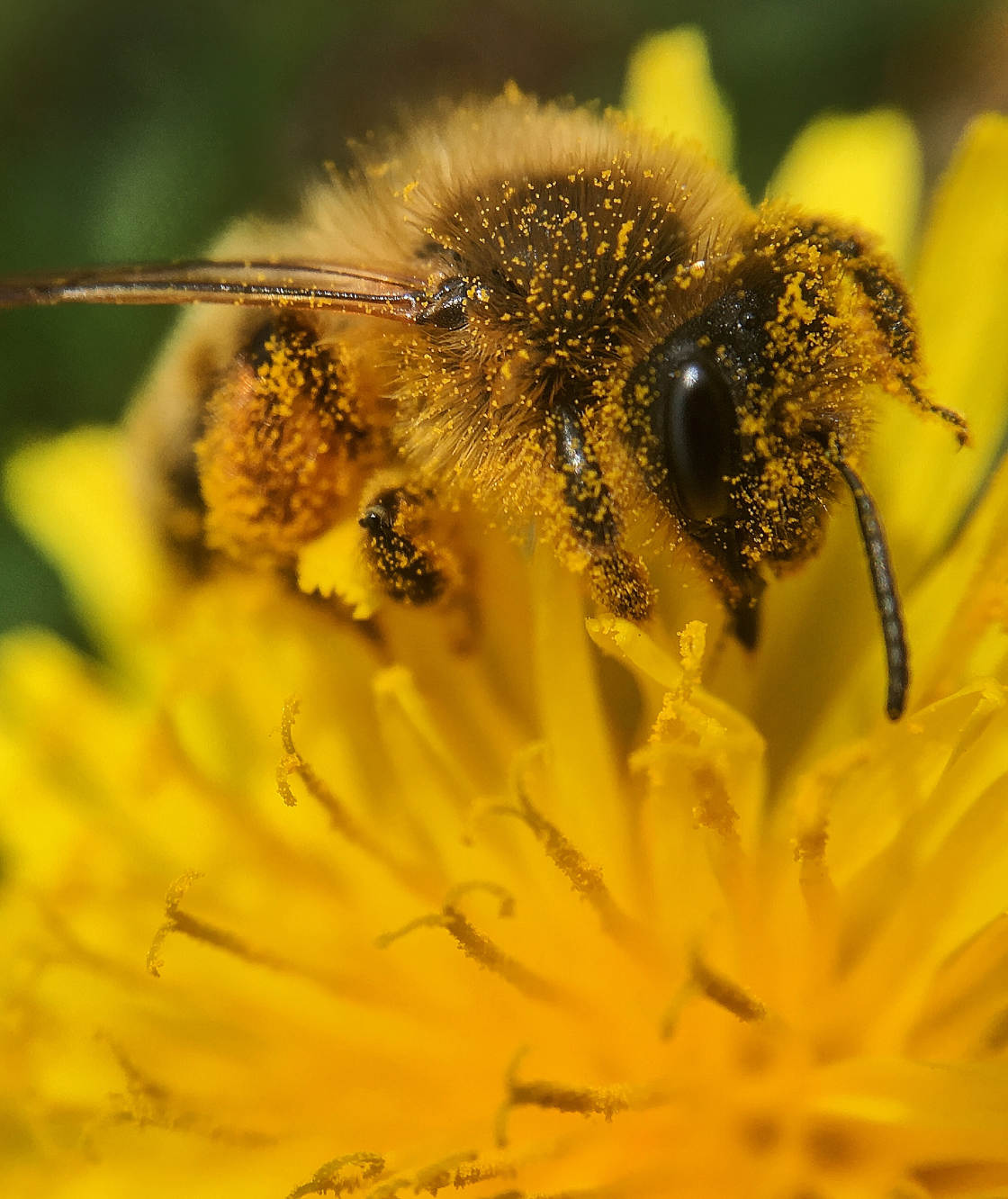 insect macro photography