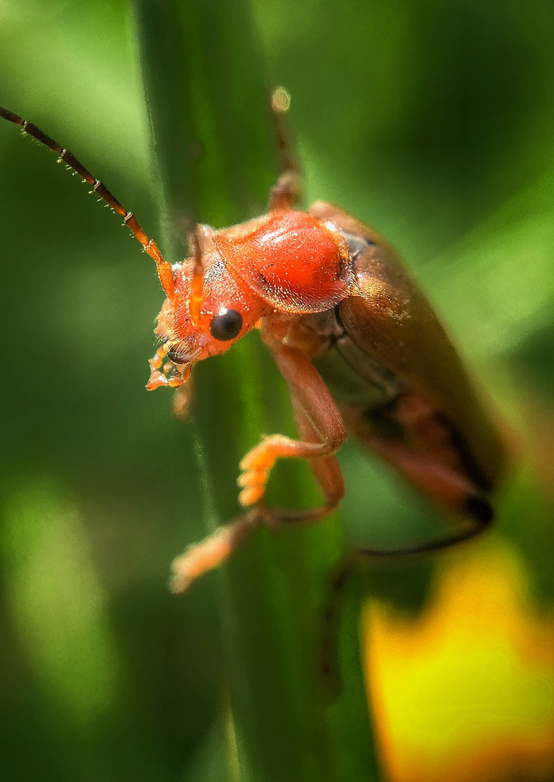 insect macro photography