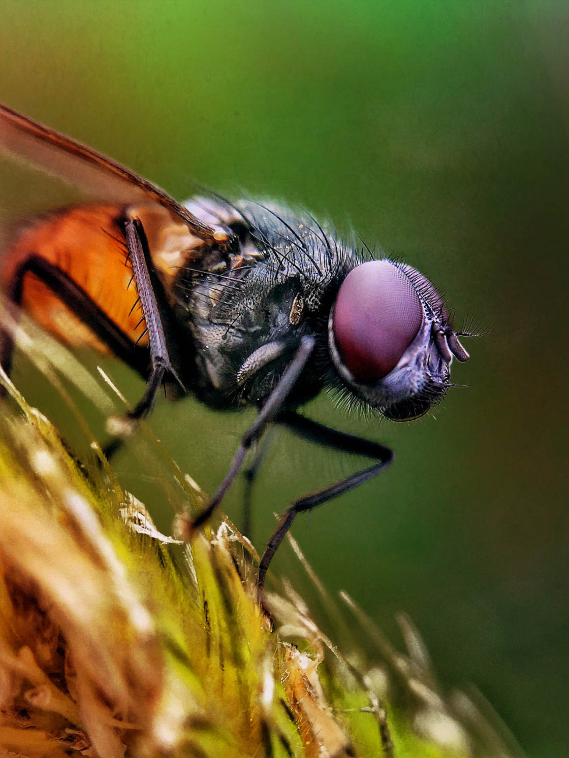 insect macro photography no script