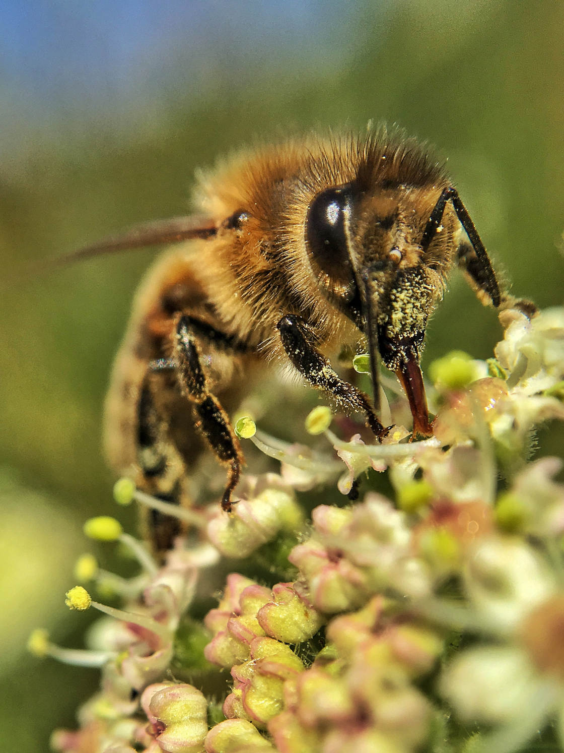 insect macro photography