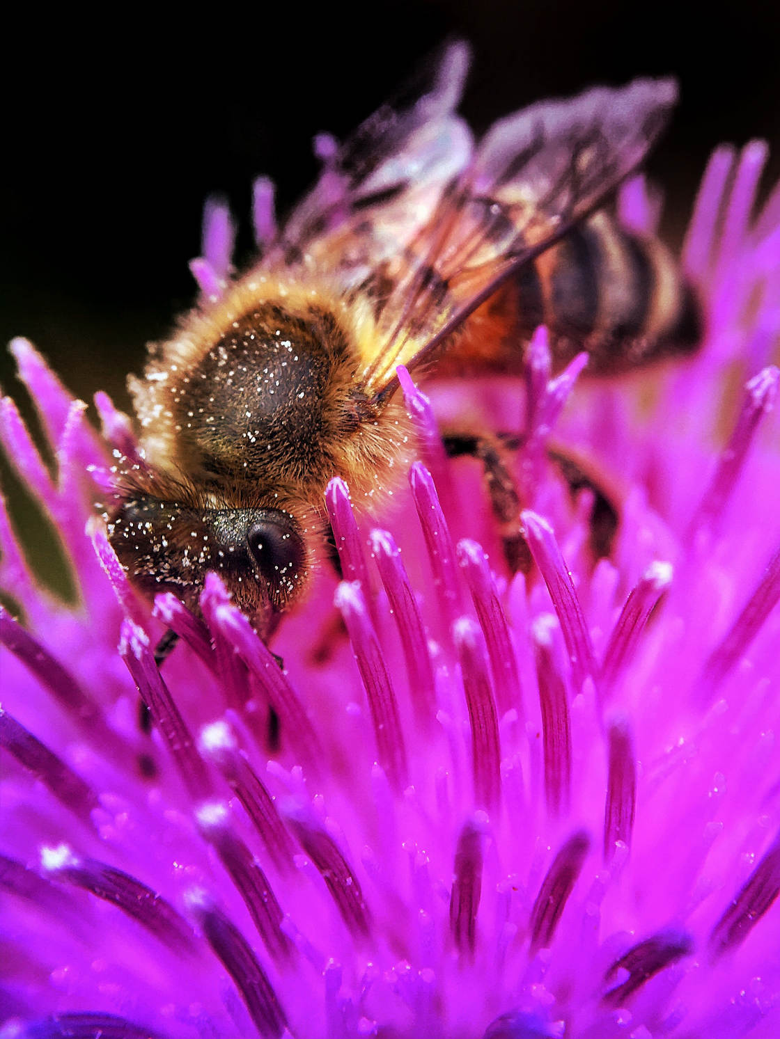 insect macro photography no script