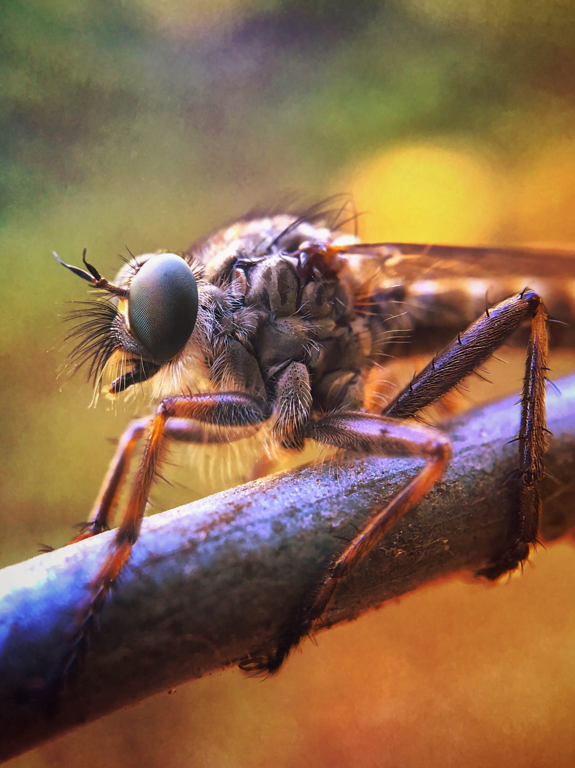 insect macro photography no script