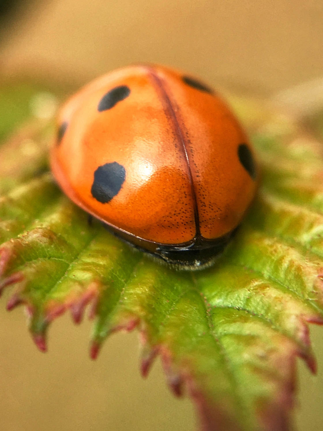 insect macro photography