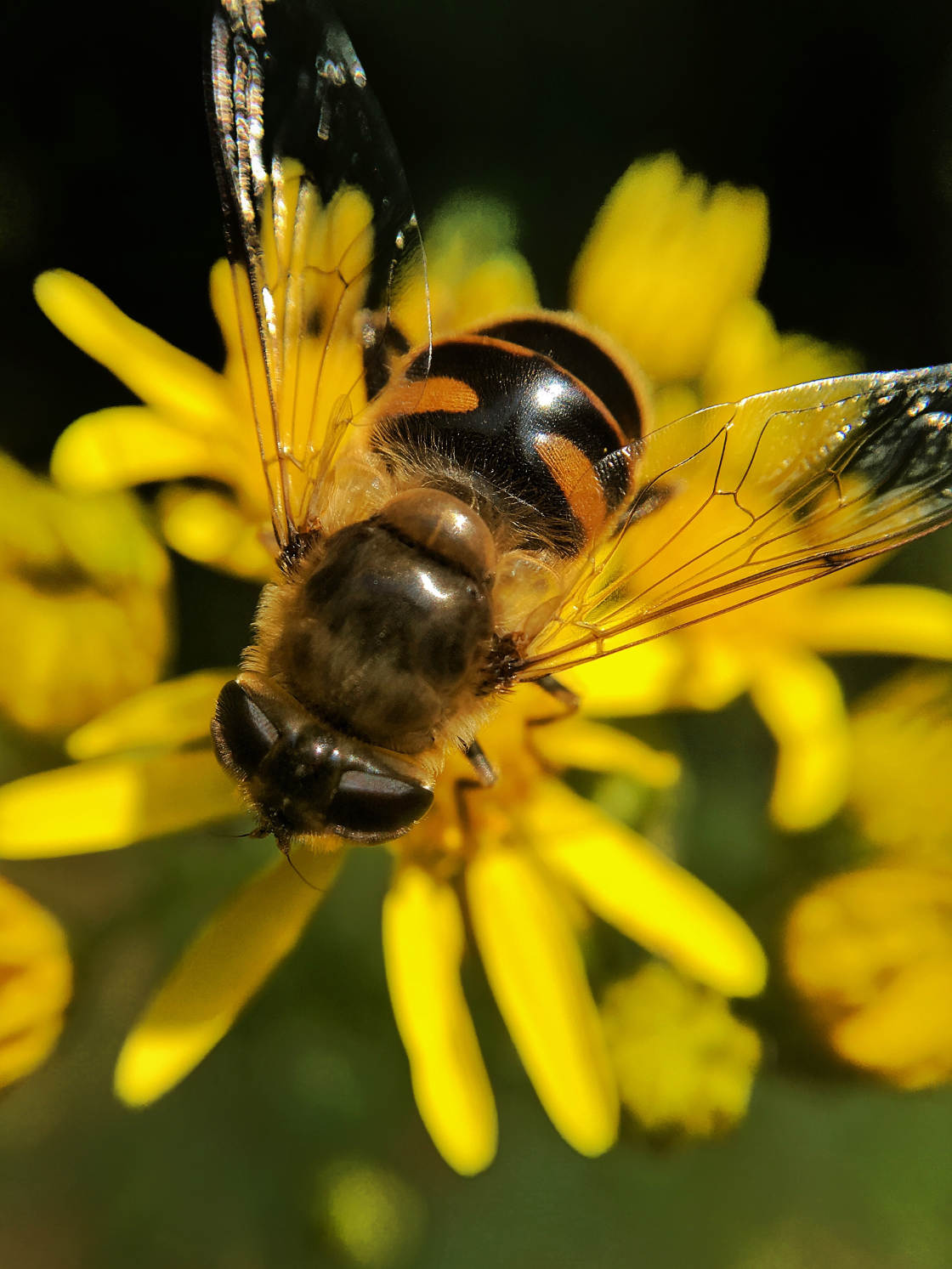 insect macro photography no script