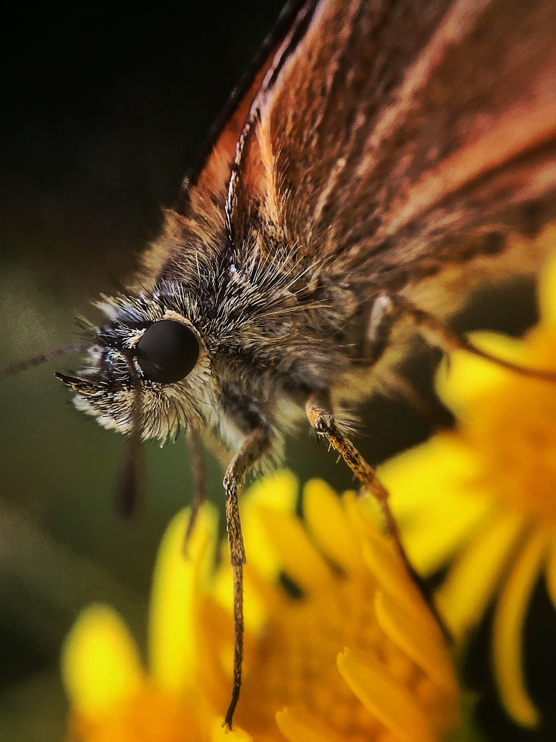 fotografía macro de insectos