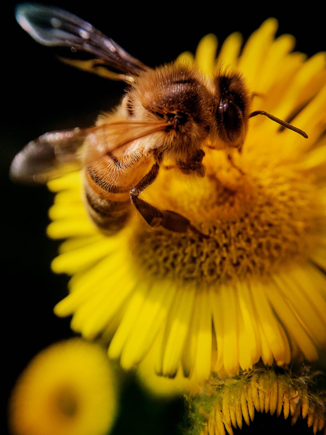 fotografía macro de insectos