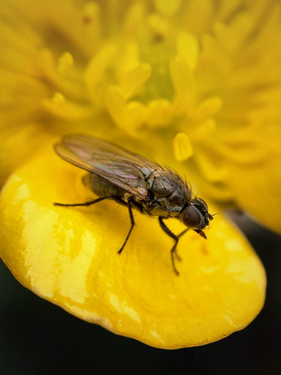 fotografía macro de insectos