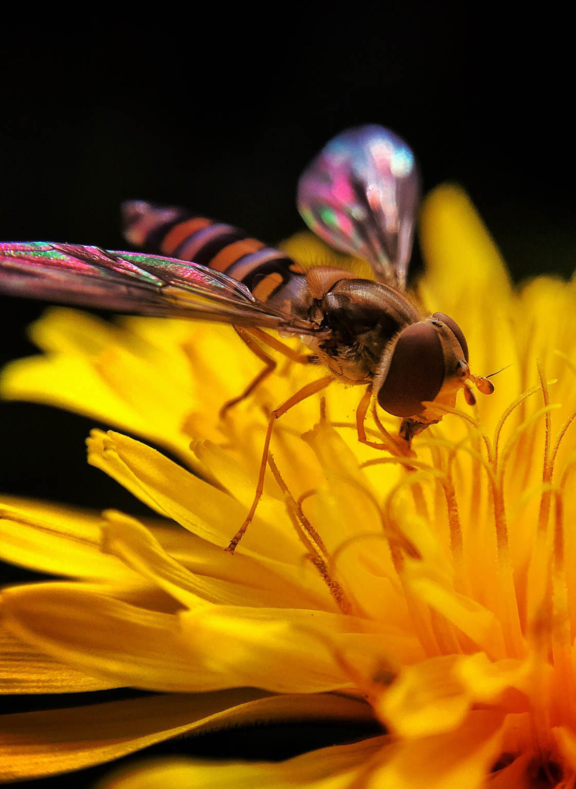 insect macro photography no script