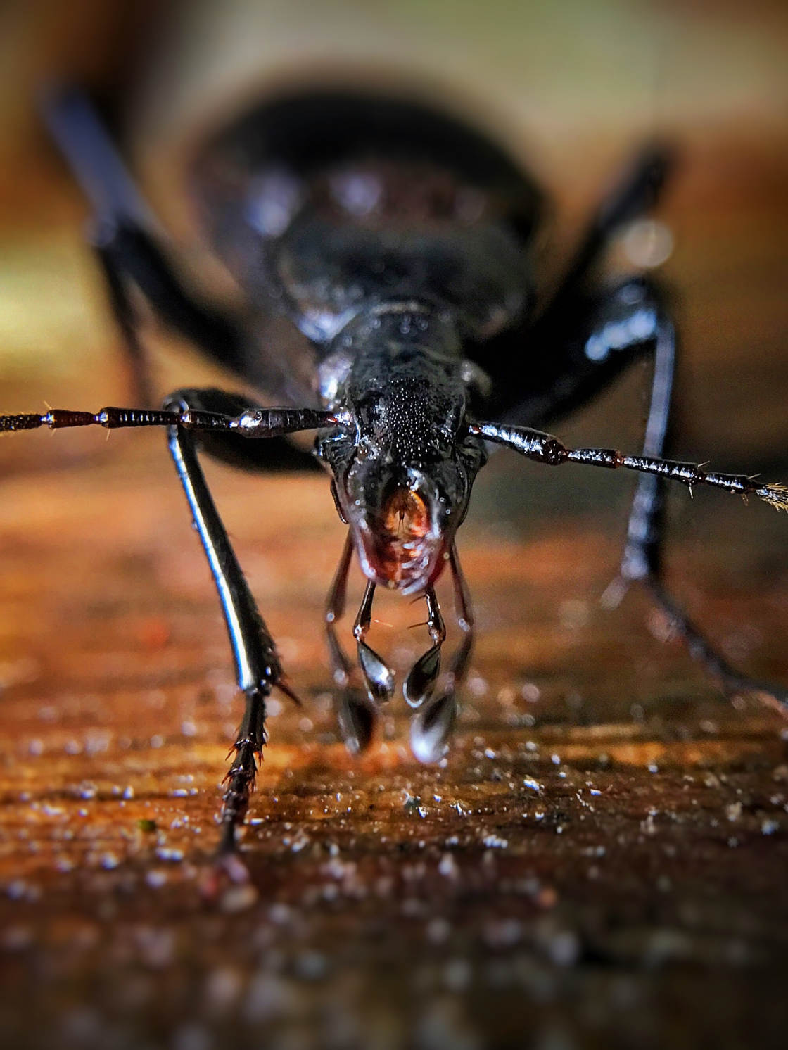 insect macro photography no script