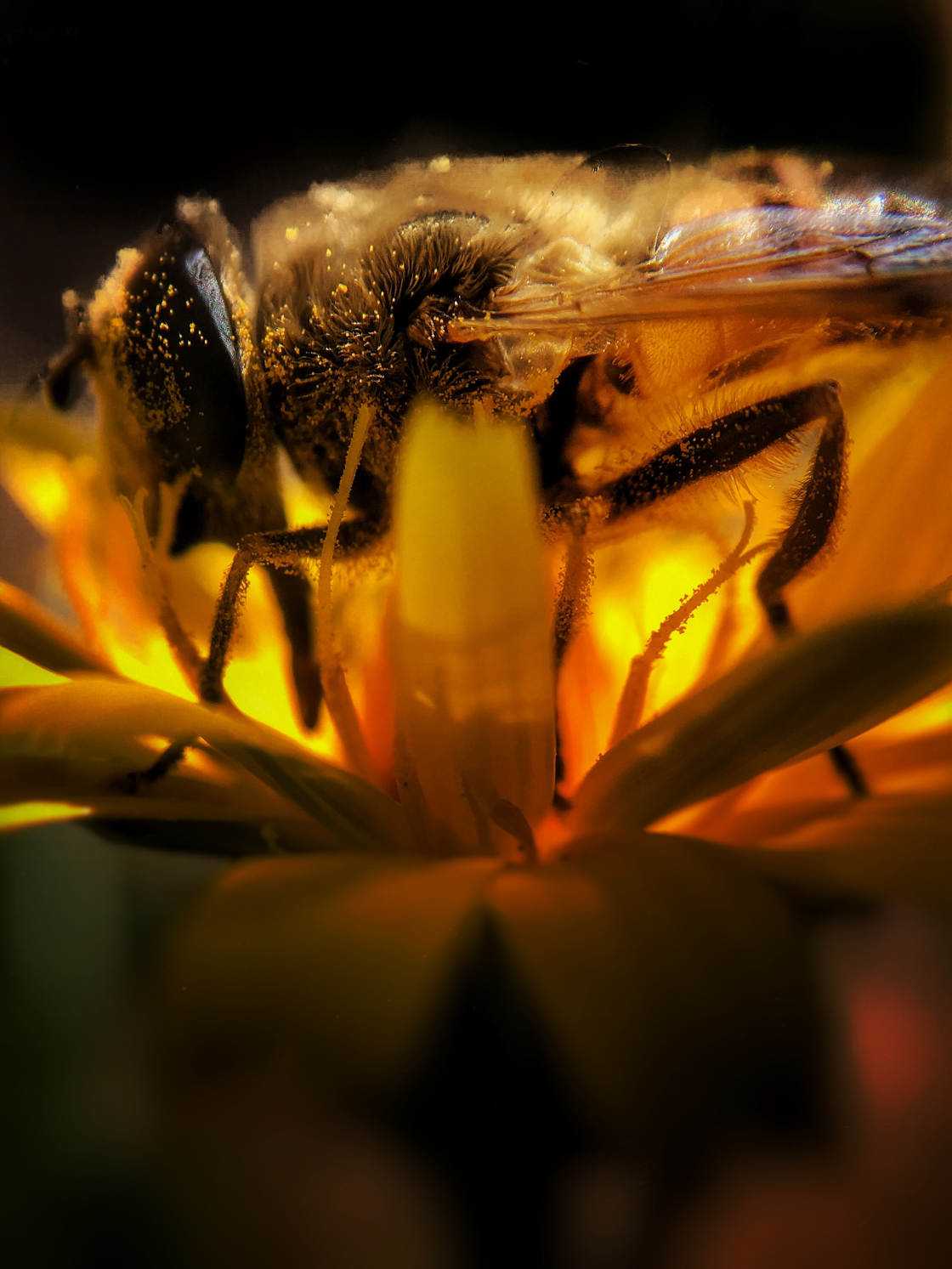 fotografía macro de insectos