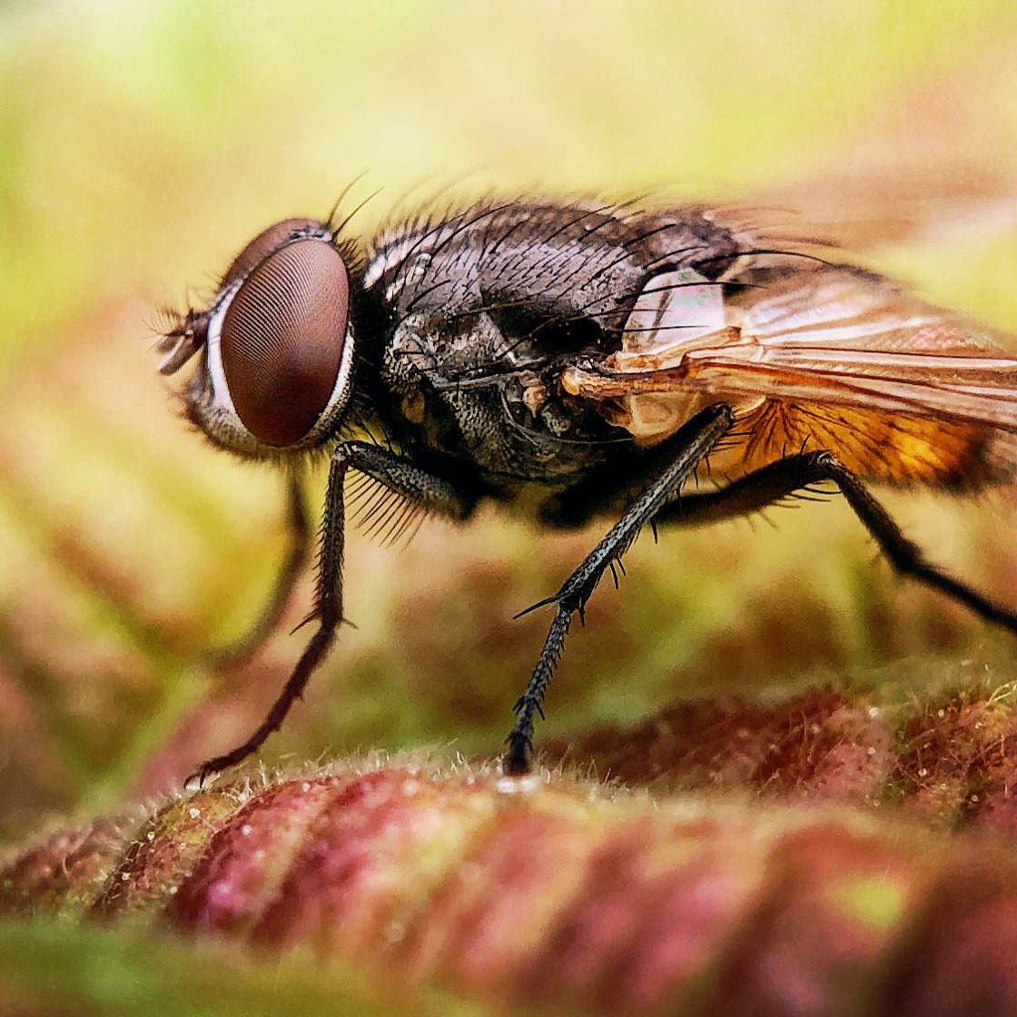 fotografía macro de insectos