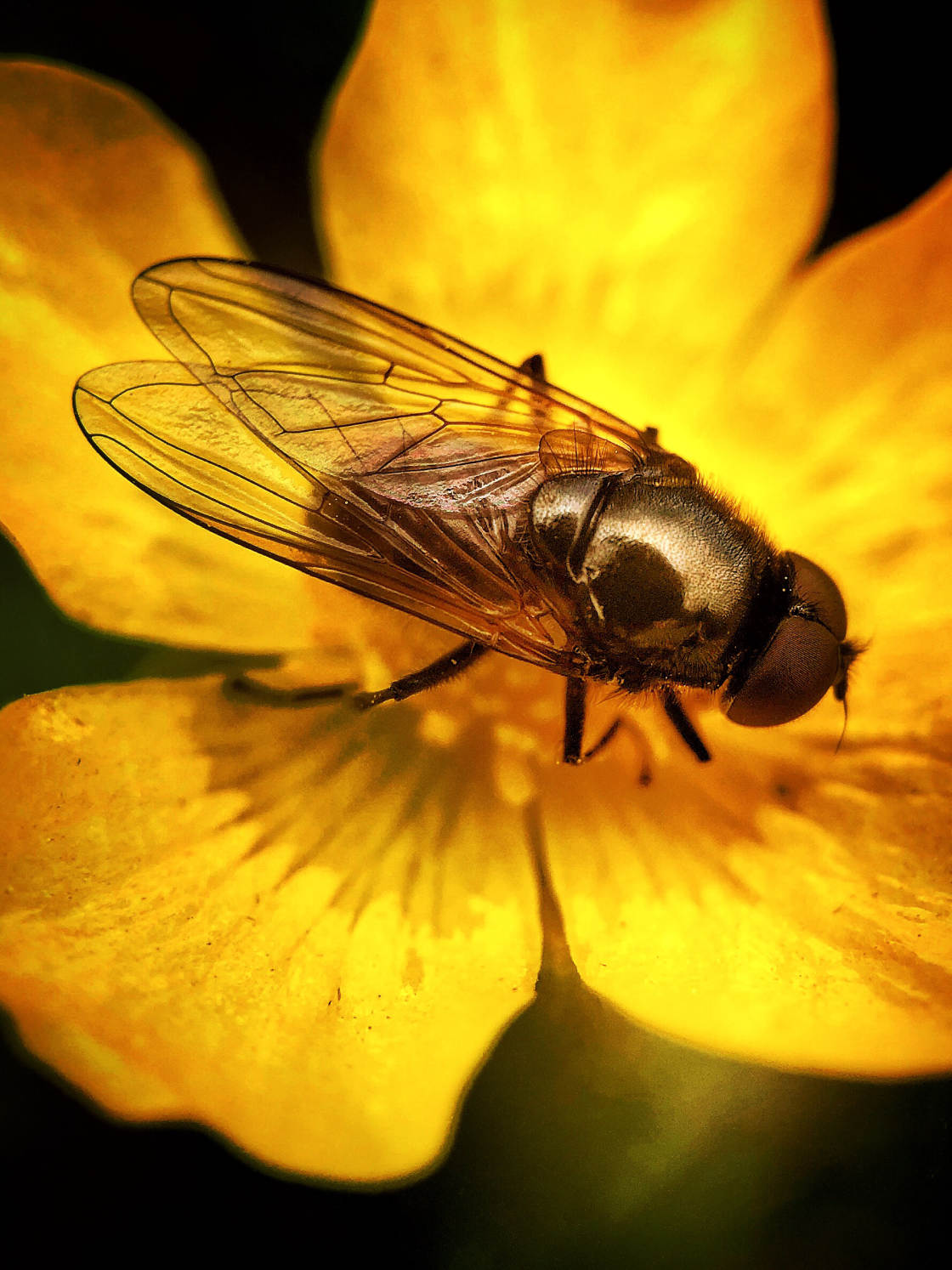 fotografía macro de insectos