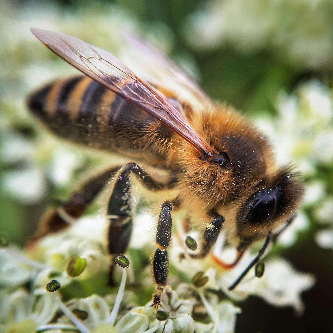 insect macro photography