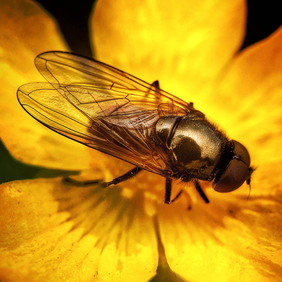 fotografía macro de insectos