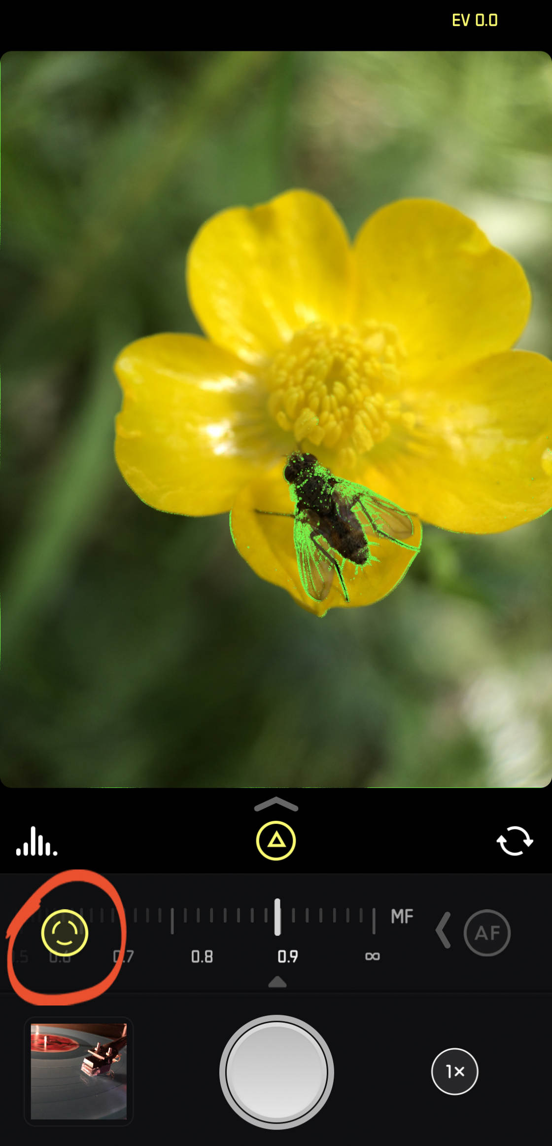 insect macro photography