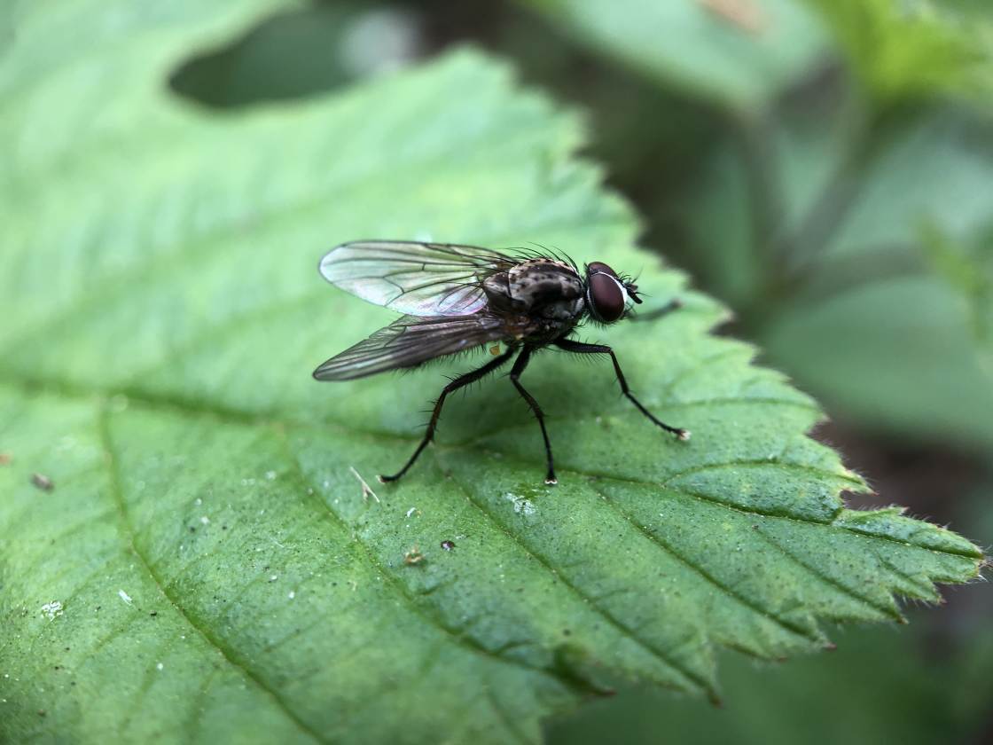 fotografía macro de insectos