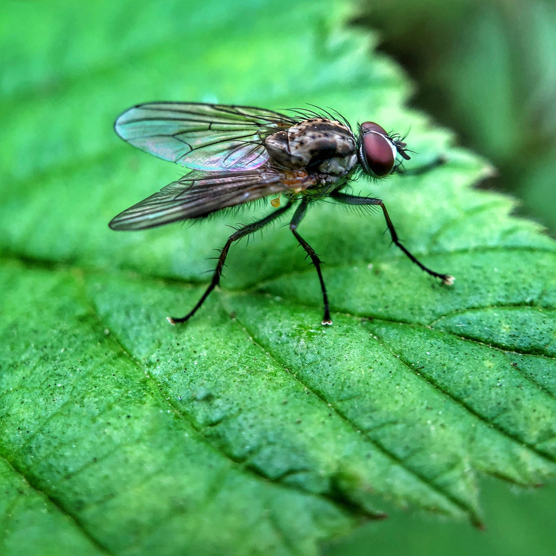 insect macro photography no script