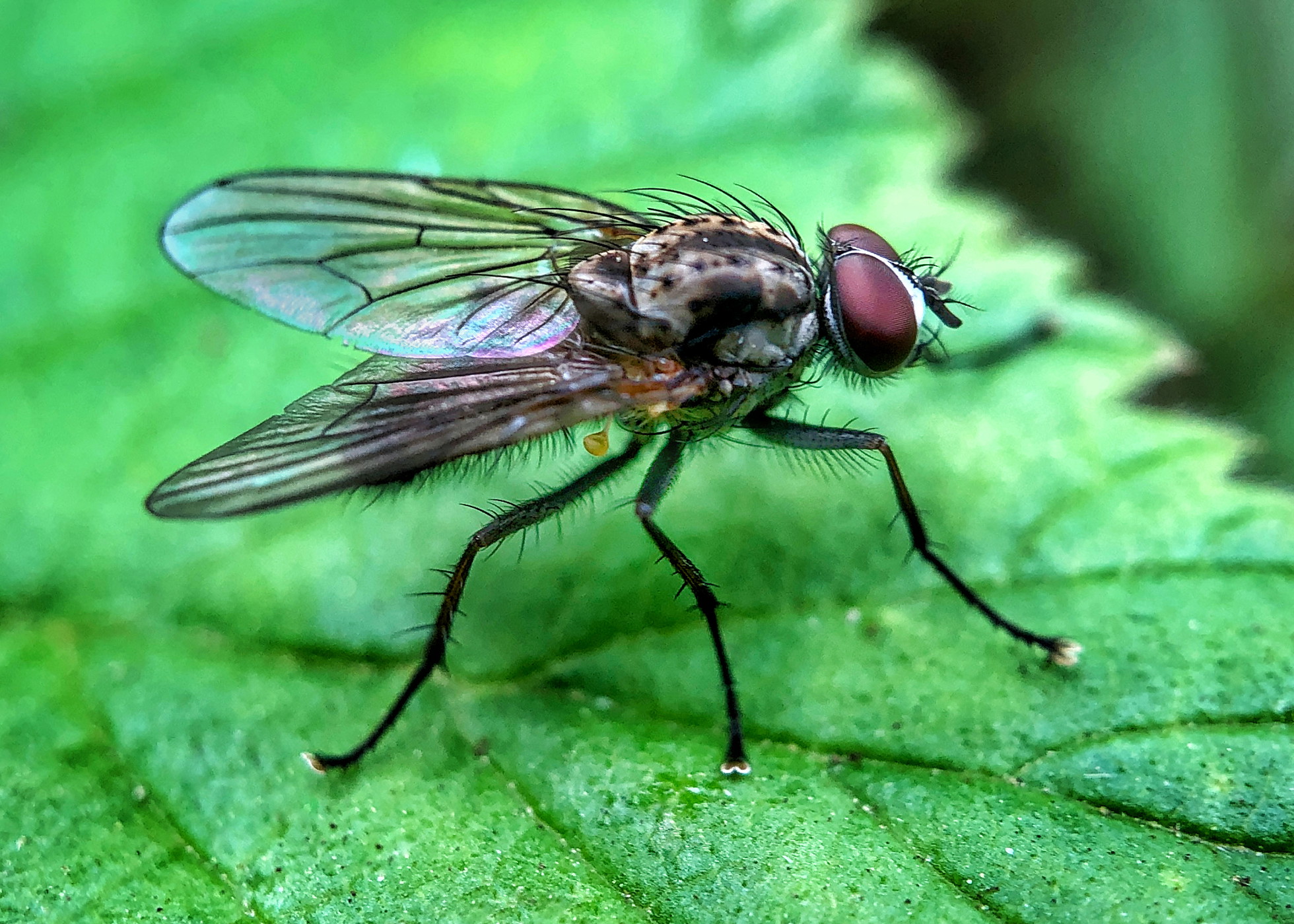 8 Secrets For Incredible Insect  Macro  Photography On iPhone