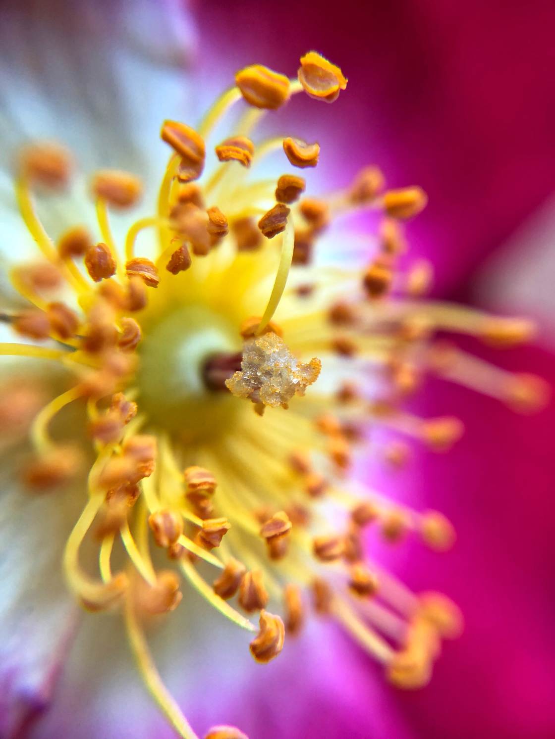 flower macro photography