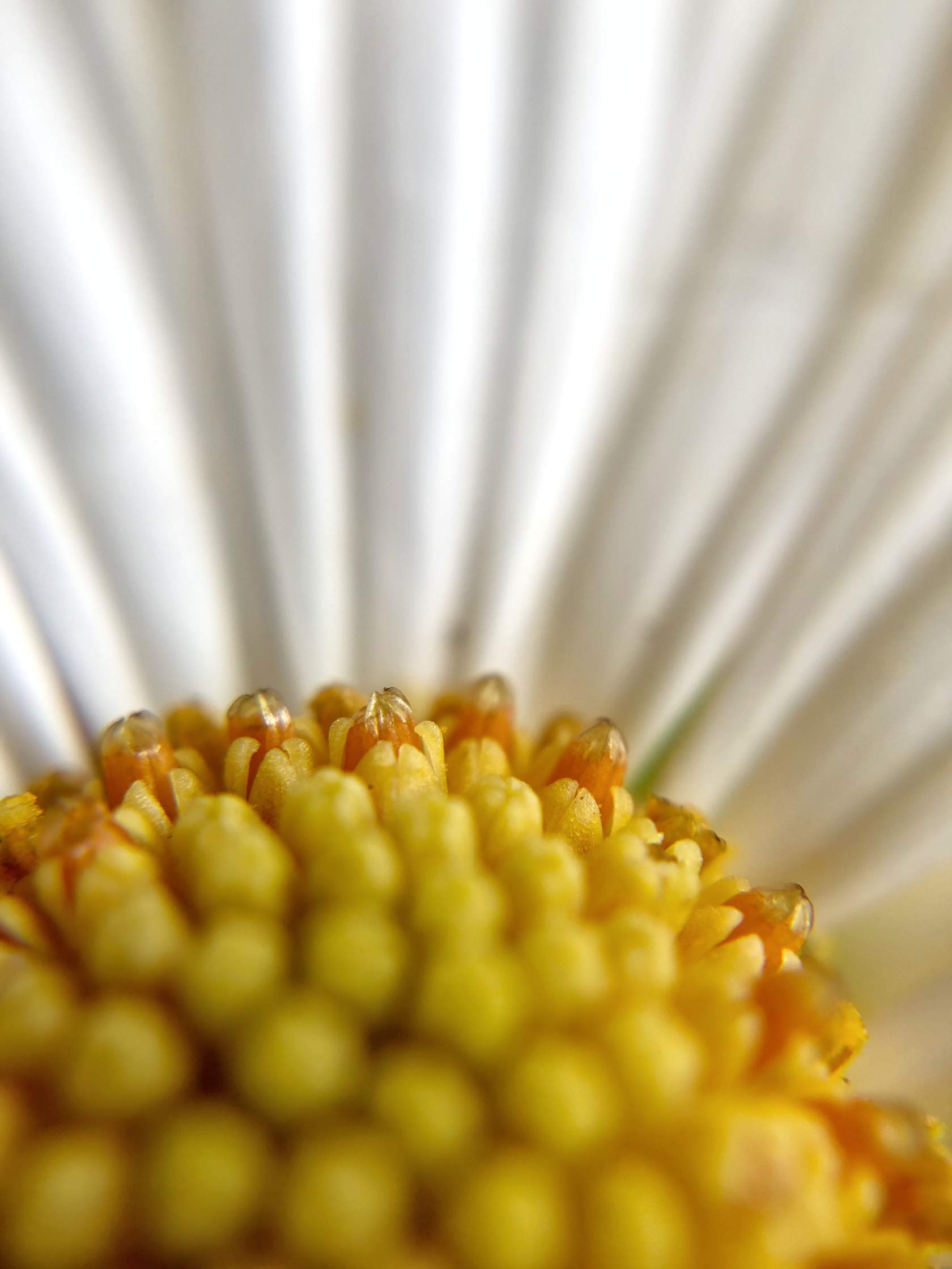 9 Tips For Beautiful Flower Macro Photography On iPhone