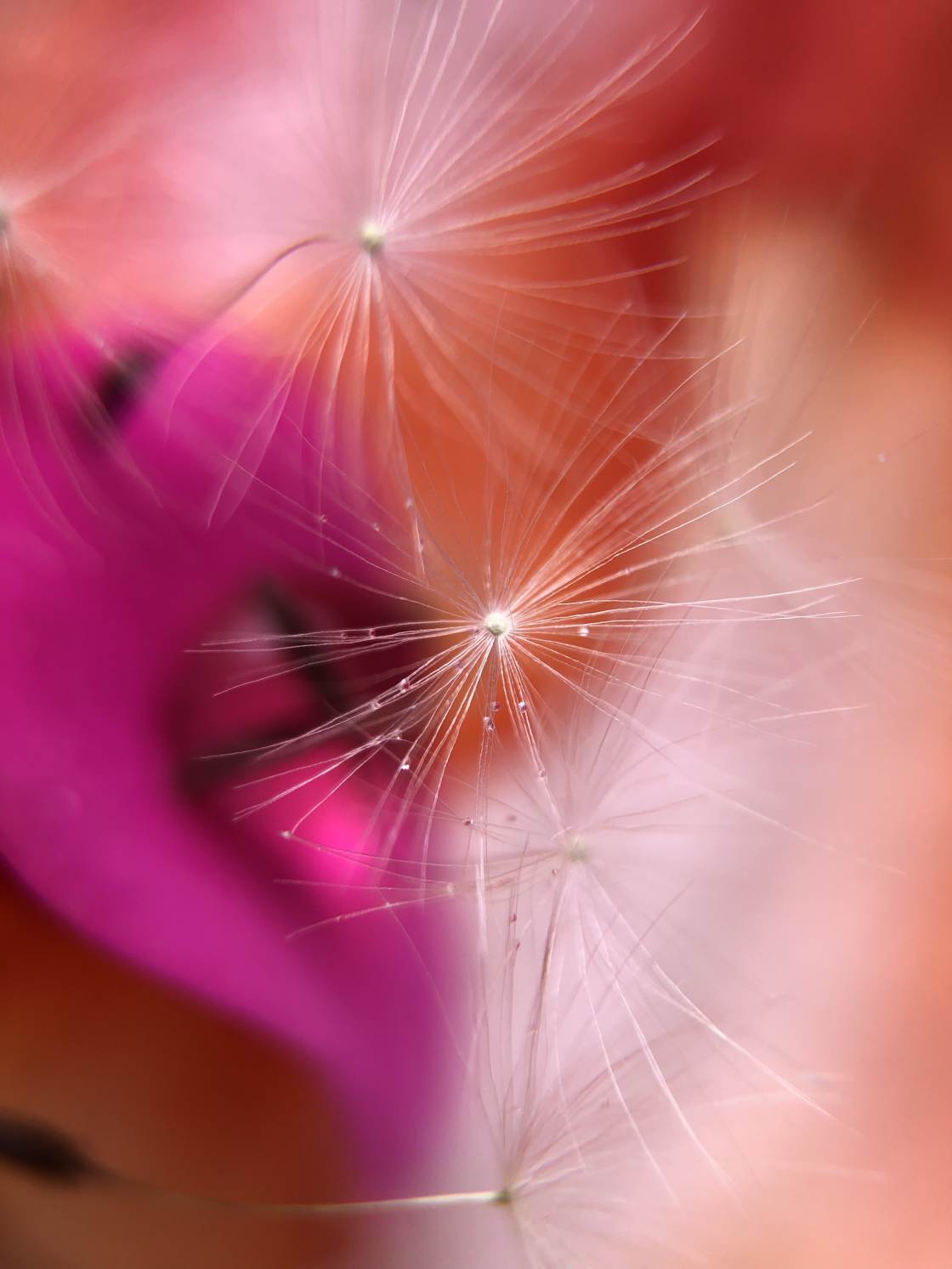 fotografía macro de flores