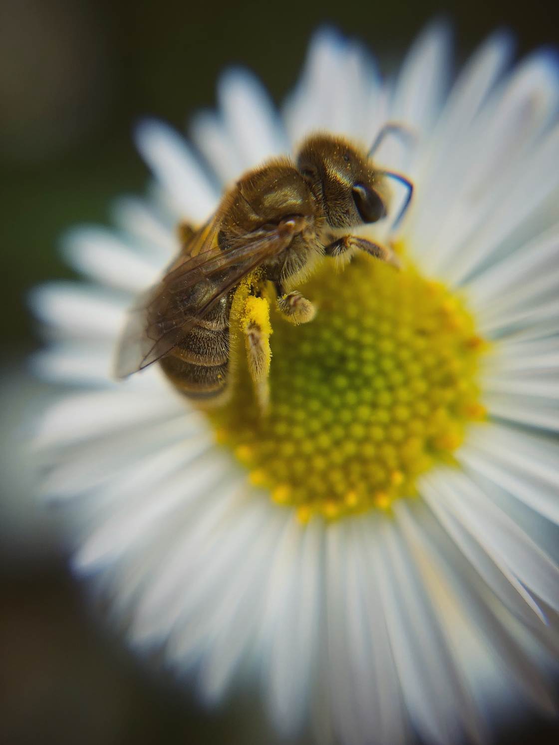 fotografía macro de flores