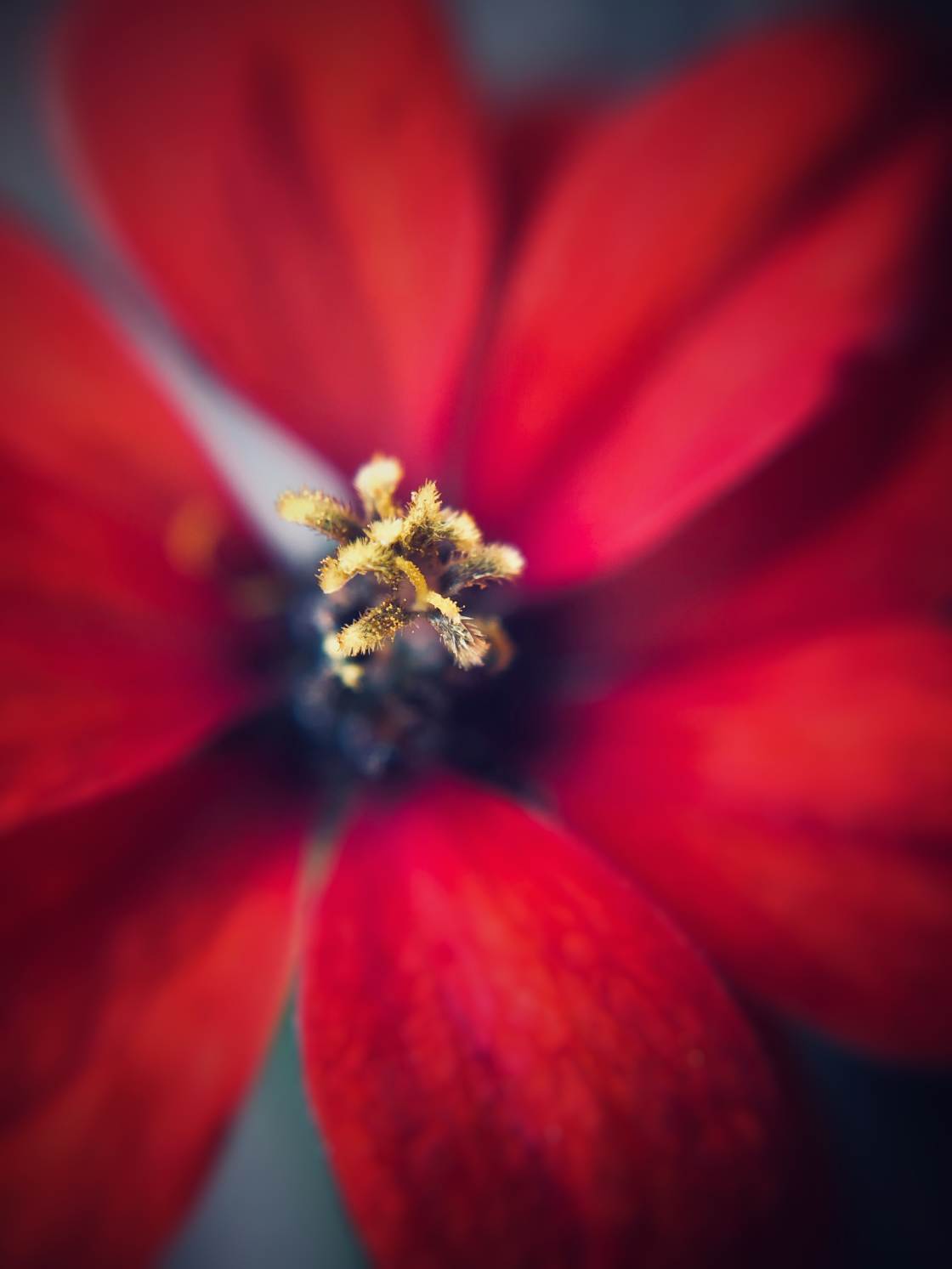 fotografía macro de flores