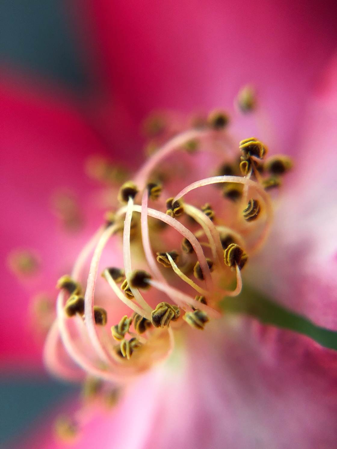 fotografía macro de flores