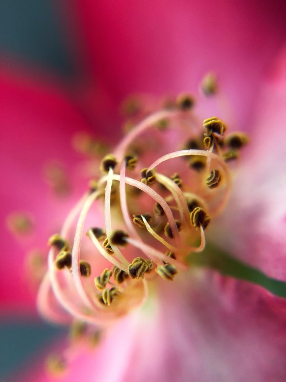 9 Tips For Beautiful Flower Macro Photography On iPhone