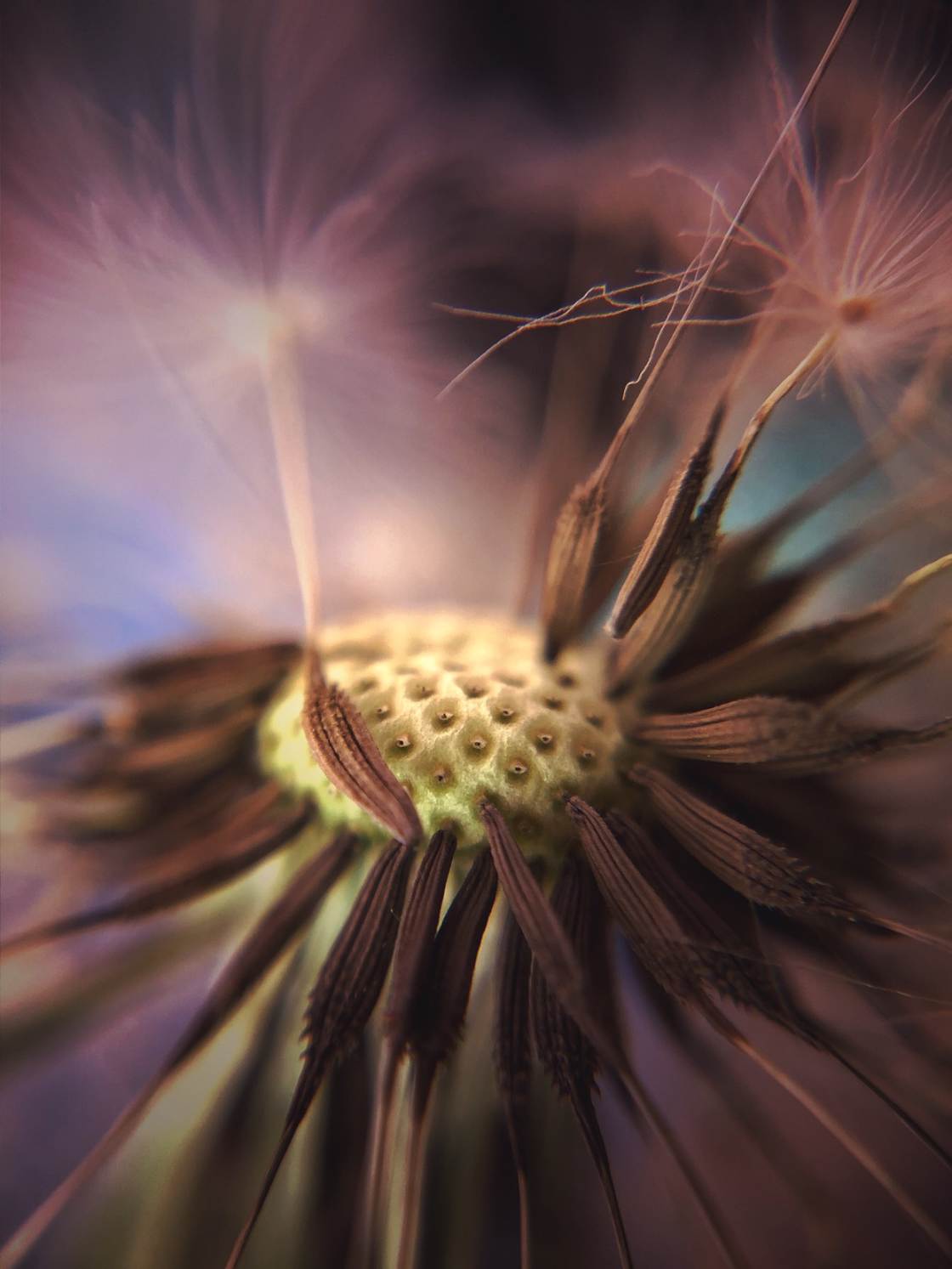 fotografía macro de flores