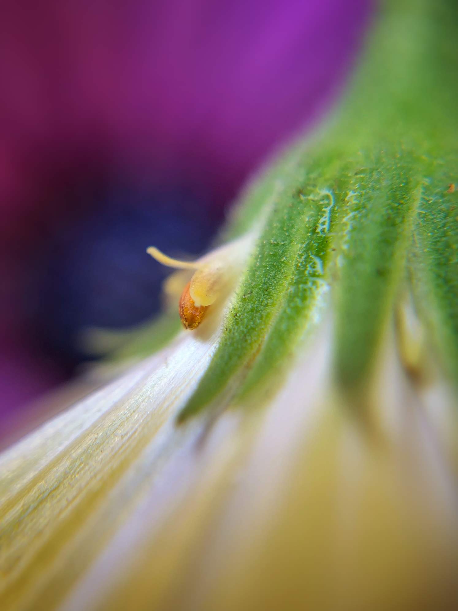 9 Tips For Beautiful Flower Macro Photography On iPhone