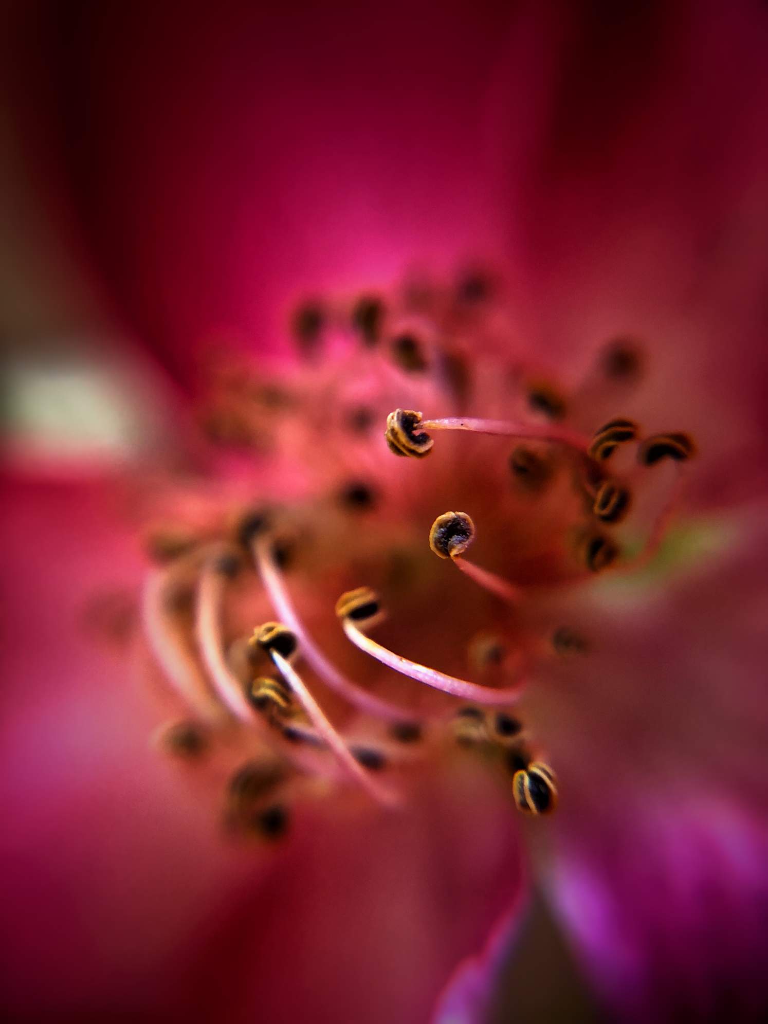 9 Tips For Beautiful Flower Macro Photography On IPhone